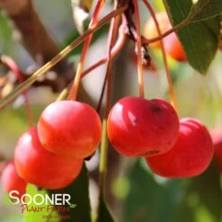SUGAR TYME® CRABAPPLE -Sooner Plant Farm Shop DETA3 1313