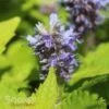 GOLDEN JUBILEE HYSSOP -Sooner Plant Farm Shop DETA3 1325