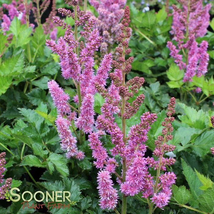 VISIONS ASTILBE 3 VISIONS ASTILBE