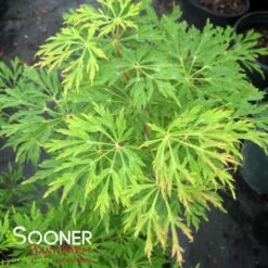 GREEN CASCADE WEEPING JAPANESE MAPLE -Sooner Plant Farm Shop DETA3 1408