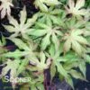 AMBER GHOST UPRIGHT JAPANESE MAPLE -Sooner Plant Farm Shop DETA3 1409