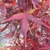 BENI OTAKE UPRIGHT JAPANESE MAPLE -Sooner Plant Farm Shop DETA3 1410