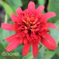 HOT PAPAYA CONEFLOWER -Sooner Plant Farm Shop DETA3 1525