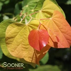 THE RISING SUN™ REDBUD -Sooner Plant Farm Shop DETA3 1530