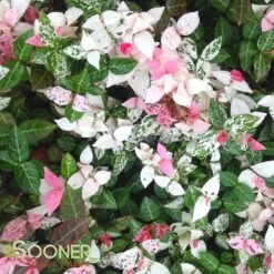 SNOW N SUMMER™ ASIATIC JASMINE -Sooner Plant Farm Shop DETA3 1620
