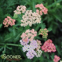SUMMER PASTELS YARROW -Sooner Plant Farm Shop DETA3 1720