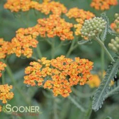 TERRA COTTA YARROW -Sooner Plant Farm Shop DETA3 1721