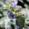 CATLIN'S GIANT AJUGA -Sooner Plant Farm Shop DETA3 1723
