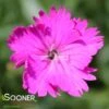 FIREWITCH DIANTHUS -Sooner Plant Farm Shop DETA3 1744