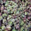 FULDAGLUT SEDUM -Sooner Plant Farm Shop DETA3 1839