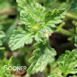 HOMESTEAD PURPLE VERBENA -Sooner Plant Farm Shop DETA3 1852
