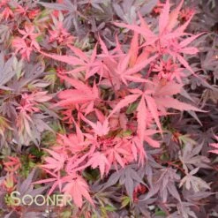 SHAINA DWARF UPRIGHT JAPANESE MAPLE -Sooner Plant Farm Shop DETA3 1874