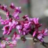 TRAVELLER WEEPING REDBUD -Sooner Plant Farm Shop DETA3 1935