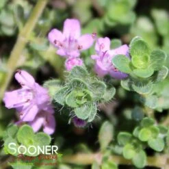 PINK CHINTZ CREEPING THYME -Sooner Plant Farm Shop DETA3 1937