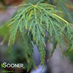 GREEN LACE WEEPING JAPANESE MAPLE 9 GREEN LACE WEEPING JAPANESE MAPLE -Sooner Plant Farm Shop DETA3 2001