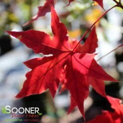 FIRE DRAGON® SHANTUNG MAPLE -Sooner Plant Farm Shop DETA3 2002