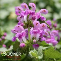 ORCHID FROST SPOTTED DEADNETTLE -Sooner Plant Farm Shop DETA3 2047