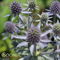 BLUE HOBBIT SEA HOLLY 7 BLUE HOBBIT SEA HOLLY -Sooner Plant Farm Shop DETA3 2113