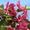 INDIAN MAGIC CRABAPPLE -Sooner Plant Farm Shop DETA3 22
