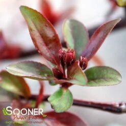 PRAIRIFIRE CRABAPPLE -Sooner Plant Farm Shop DETA3 23