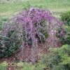 RUBY FALLS WEEPING REDBUD -Sooner Plant Farm Shop DETA3 2311