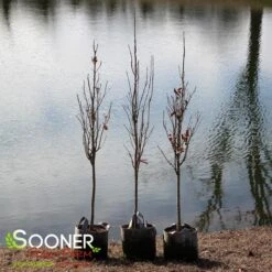 KINDRED SPIRIT® OAK -Sooner Plant Farm Shop DETA3 2372