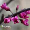 MERLOT REDBUD -Sooner Plant Farm Shop DETA3 2395