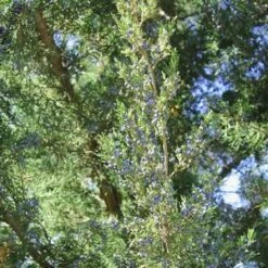 HETZI COLUMN JUNIPER 9 HETZI COLUMN JUNIPER -Sooner Plant Farm Shop DETA3 2415