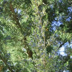 HETZI COLUMN JUNIPER 5 HETZI COLUMN JUNIPER - Image 3