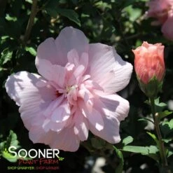 PINK CHIFFON® ALTHEA -Sooner Plant Farm Shop DETA3 2448