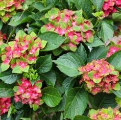 PISTACHIO HYDRANGEA -Sooner Plant Farm Shop DETA3 2500