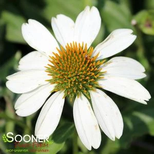 POW WOW® WHITE CONEFLOWER 5 POW WOW® WHITE CONEFLOWER - Image 3