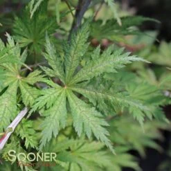 ARIADNE UPRIGHT JAPANESE MAPLE 10 ARIADNE UPRIGHT JAPANESE MAPLE -Sooner Plant Farm Shop DETA3 2564