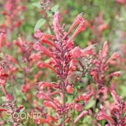 KUDOS™ CORAL HYSSOP 10 KUDOS™ CORAL HYSSOP -Sooner Plant Farm Shop DETA3 2606