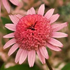 RASPBERRY TRUFFLE™ CONEFLOWER -Sooner Plant Farm Shop DETA3 2748