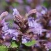 KUDOS™ SILVER BLUE HYSSOP -Sooner Plant Farm Shop DETA3 2757