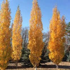 PARKLAND PILLAR® BIRCH -Sooner Plant Farm Shop DETA3 2848