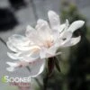 CENTENNIAL BLUSH™ STAR MAGNOLIA -Sooner Plant Farm Shop DETA3 2849