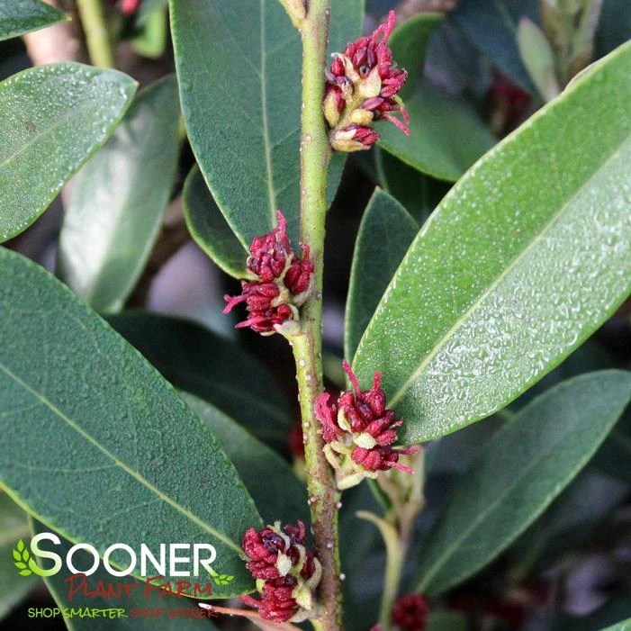 VINTAGE JADE DISTYLIUM 4 VINTAGE JADE DISTYLIUM - Image 2