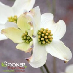 JEAN'S APPALACHIAN SNOW DOGWOOD 7 JEAN'S APPALACHIAN SNOW DOGWOOD -Sooner Plant Farm Shop DETA3 2978