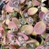 SUNSPARKLER® CHERRY TART SEDUM 2 SUNSPARKLER® CHERRY TART SEDUM -Sooner Plant Farm Shop DETA3 3014