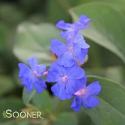 BLUE PLUMBAGO -Sooner Plant Farm Shop DETA3 304