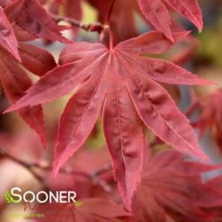 DRAGON TEARS™ WEEPING JAPANESE MAPLE 7 DRAGON TEARS™ WEEPING JAPANESE MAPLE -Sooner Plant Farm Shop DETA3 3118