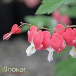 VALENTINE BLEEDING HEART -Sooner Plant Farm Shop DETA3 3126