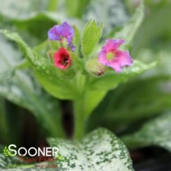 SILVER BOUQUET LUNGWORT -Sooner Plant Farm Shop DETA3 3138