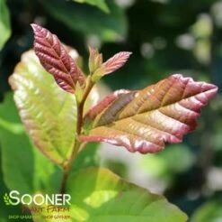 PERSIAN SPIRE™ IRONWOOD -Sooner Plant Farm Shop DETA3 3148