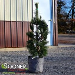 SILVER WHISPERS™ SWISS STONE PINE -Sooner Plant Farm Shop DETA3 3248