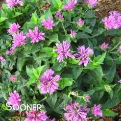 PETITE DELIGHT BEEBALM -Sooner Plant Farm Shop DETA3 331