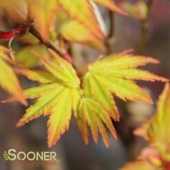 ORANGE DREAM UPRIGHT JAPANESE MAPLE -Sooner Plant Farm Shop DETA3 3415