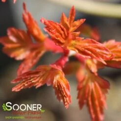 UENO YAMA RED DWARF UPRIGHT JAPANESE MAPLE 6 UENO YAMA RED DWARF UPRIGHT JAPANESE MAPLE -Sooner Plant Farm Shop DETA3 3418